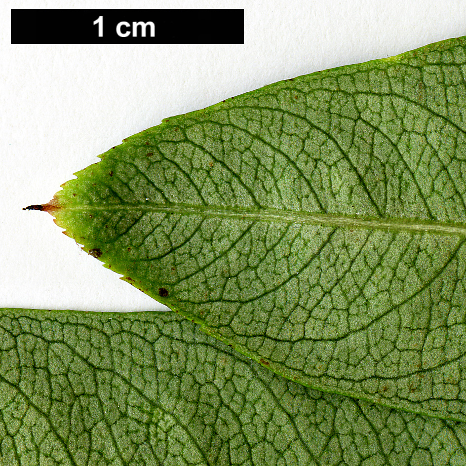 High resolution image: Family: Rosaceae - Genus: Sorbus - Taxon: bulleyana